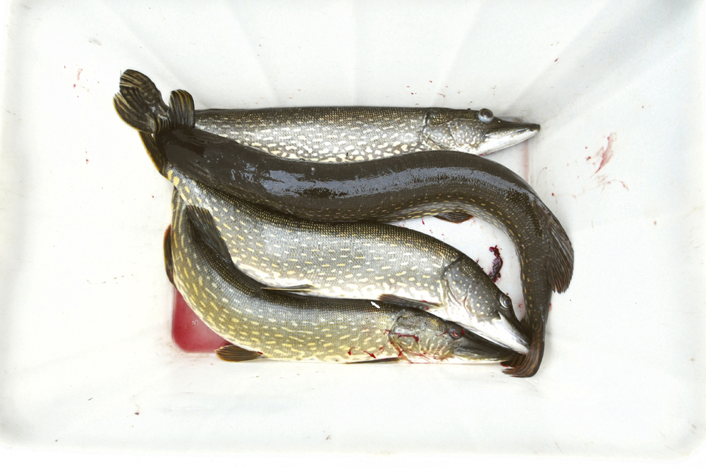 MI_20131023_pike_box