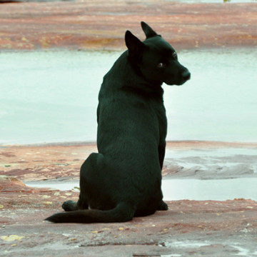dog_beach_round