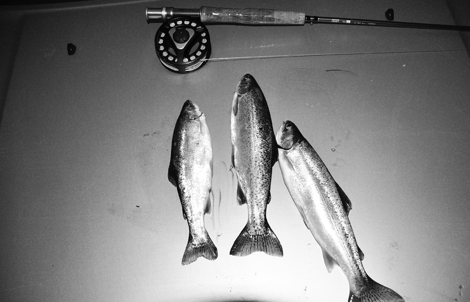threetrouts